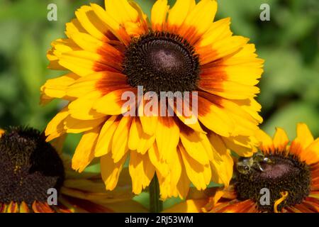 Tête de fleur Rudbeckia, Rudbeckia hybrida, Summerdaisys, Gloriosa Daisy Rudbeckia 'Compact Double Dark Ring' Banque D'Images