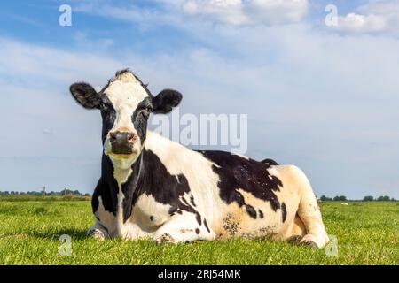 Vache couchée détendue et regardant la caméra dans un champ vert aux pays-Bas, tachetée en noir et blanc, horizon au-dessus de la terre et un ciel bleu Banque D'Images