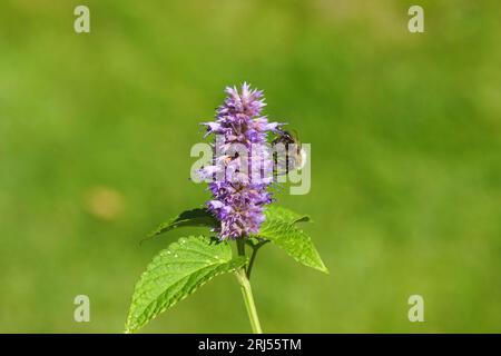 Gros plan abeille cardeuse commune (Bombus pascuorum), famille des Apidae sur hysope anis floral (Agastache foeniculum), famille des Lamiaceae. Jardin hollandais, été Banque D'Images