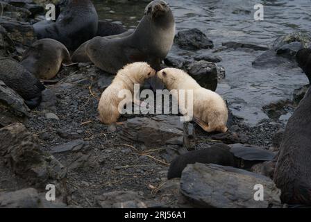 Deux blondes Seal Pups à South Georgia Banque D'Images