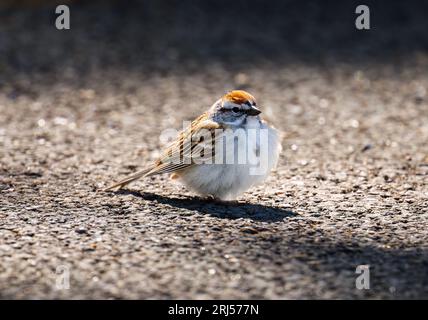 Un moineau écaillant se prélasse sous la chaleur du soleil lorsqu'il repose sur le sol. Banque D'Images