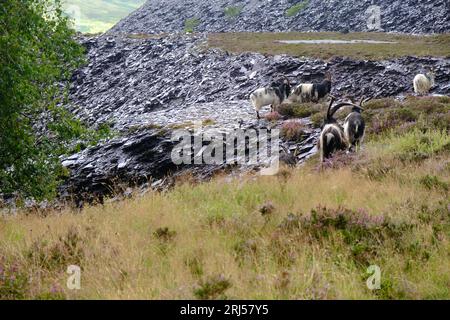 Chèvres sauvages à la carrière d'ardoise Dinorwig Banque D'Images