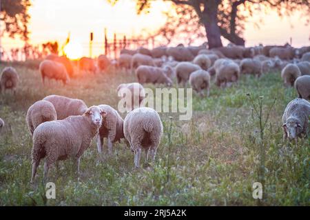 Un troupeau de moutons merina paissant au coucher du soleil Banque D'Images