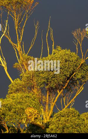 Gommiers, eucalyptus grandis, dans la forêt tropicale, brillamment illuminés par le soleil couchant sur un ciel orageux gris foncé. Tamborine Mountain, Queensland, Australie. Banque D'Images