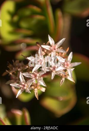 Grappe de fleurs d'une plante de Jade, Crassula ovata Pink, arbre d'argent, plante chanceuse dans le jardin du Queensland, Australie. Succulente originaire d'Afrique du Sud. Banque D'Images