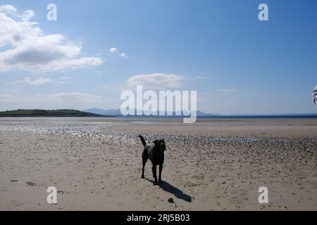 Borador sur une plage Banque D'Images