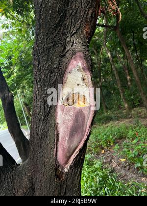 La blessure à l'arbre ressemble aux mâchoires du requin Banque D'Images