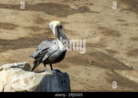 Portrait d'un pélican à la Jolla Cove, San Diego, Californie Banque D'Images