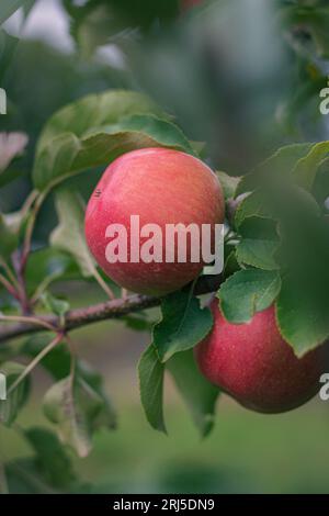 Une vue rapprochée idyllique de deux pommes rouges mûres suspendues à l'arbre Banque D'Images