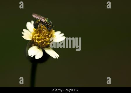 Un gros plan d'une abeille sueur sur une fleur Coatbutten Banque D'Images