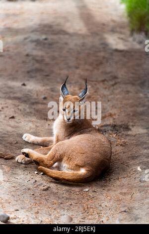 Une verticale d'un Caracal couché sur le sol poussiéreux d'un zoo Banque D'Images