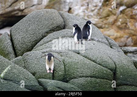 Groupe de trois pingouins Adélie debout sur un rocher et un sautant sur danger Islands - croisière d'expédition Antarctique Banque D'Images
