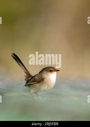 Plan rapproché d'une femelle superbe fée, Malurus cyaneus. Banque D'Images