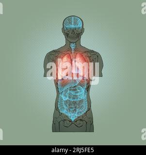 Série d'illustrations : squelette avec organes humains. Image 4 sur 10 Banque D'Images