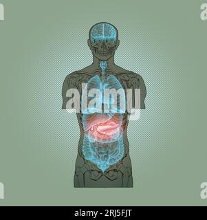 Série d'illustrations : squelette avec organes humains. Image 9 sur 10 Banque D'Images