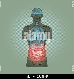 Série d'illustrations : squelette avec organes humains. Image 10 sur 10 Banque D'Images