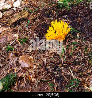 Woodland litter surrounding a Calocera viscosa fungus in Beacon Wood, Penrith, Cumbria, UK Stock Photo