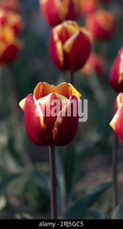 Les belles tulipes rouges et jaunes dans le champ Banque D'Images
