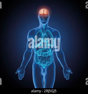Série d'illustrations médicales : corps masculin avec organes humains. Image 2 sur 10 Banque D'Images