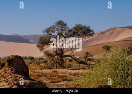 Paysage de dunes de sable rouge, le désert d'herbes et d'acacias africains, Sossusvlei, Namibie Banque D'Images