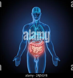 Série d'illustrations médicales : corps masculin avec organes humains. Image 10 sur 10 Banque D'Images