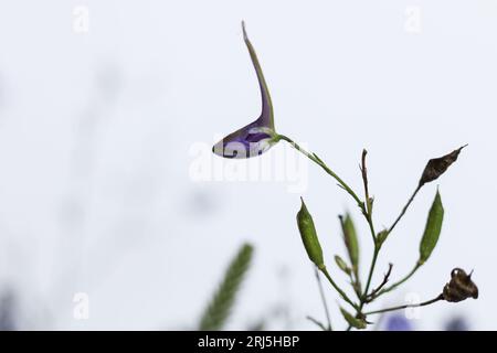 Photo macro de Consolida regalis, connue sous le nom de Forking larkspur, Rocket-larkspur et Field larkspur Banque D'Images