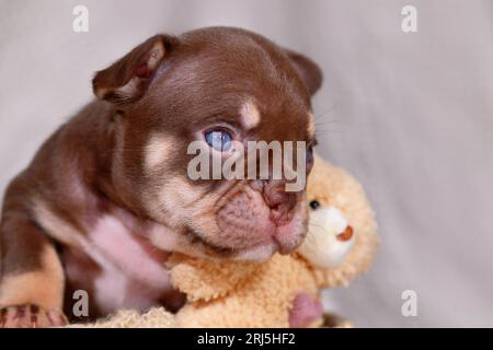 Portrait de chiot Mocca Orange Tan French Bulldog Banque D'Images