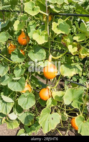 Croissance hiver squash Uchiki Kuri (Cucubita pepo) verticalement sur un treillis dans un jardin de lotissement, Angleterre, Royaume-Uni Banque D'Images