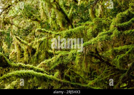 Une scène idyllique d'une forêt, avec un groupe d'arbres recouverts de mousse luxuriante et verte Banque D'Images