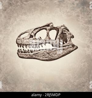 Crâne de Tyrannosaurus Rex Banque D'Images