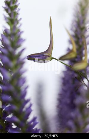 Photo macro de Consolida regalis, connue sous le nom de Forking larkspur, Rocket-larkspur et Field larkspur Banque D'Images