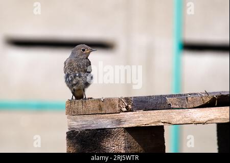 Oiseau Phoenicurus Ochruros aka redstart noir est assis sur la palette dans l'après-midi ensoleillé d'été. république tchèque nature. Banque D'Images