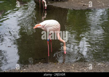 Une scène idyllique avec une magnifique eau potable rose flamant devant une toile de fond luxuriante d'arbres Banque D'Images