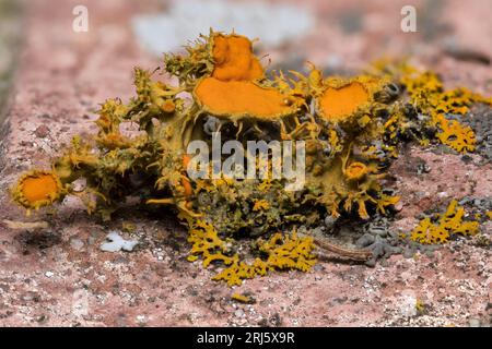 Gros plan d'un lichen orange commun (Xanthoria parietina) sur une surface de brique rose Banque D'Images