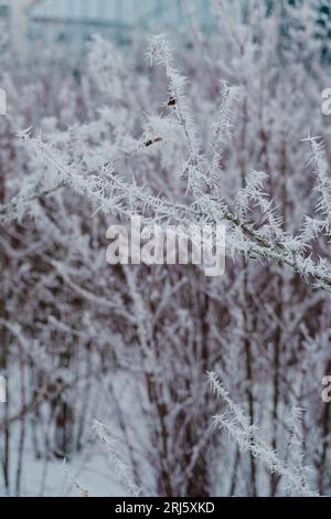 Un magnifique petit oiseau perché au sommet d'une branche enneigée dans un cadre hivernal en plein air Banque D'Images