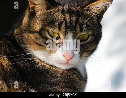 Gros plan d'un chat tabby domestique regardant la caméra Banque D'Images