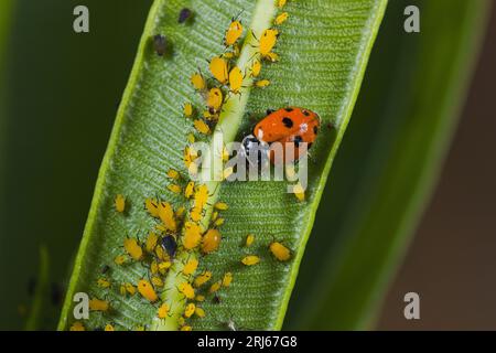 Un gros plan d'une coccinelle et de petits insectes jaunes perchés sur le dessous d'une feuille Banque D'Images