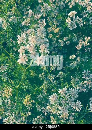 Vue verticale d'un jardin animé, avec diverses fleurs de Coriandrum en pleine floraison Banque D'Images