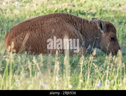 Baby Bison repose et grignote sur l'herbe à Yellowstone Banque D'Images