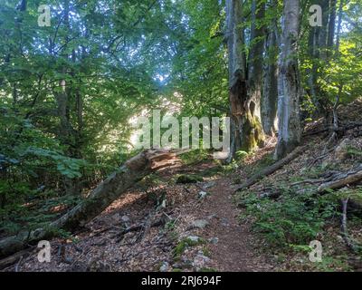 Une scène de forêt verte avec de grands arbres au feuillage luxuriant. Banque D'Images