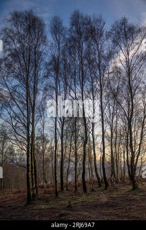 Une vue panoramique des arbres Silver Birch au crépuscule dans les bois du Yorkshire anglais Banque D'Images