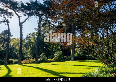 Un paysage pittoresque d'herbe verte luxuriante et de grands arbres silhouettés contre le ciel Banque D'Images