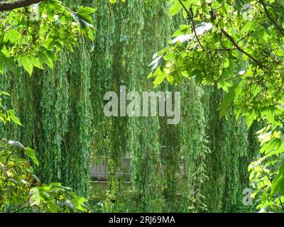 Un magnifique saule pleureur avec un feuillage vert vif dans un cadre paisible de jardin. Banque D'Images