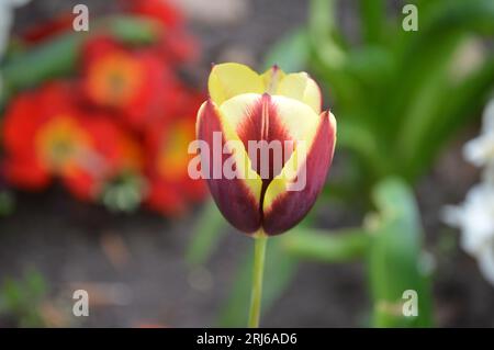 Un gros plan d'une belle tulipe de jardin rouge et jaune Banque D'Images