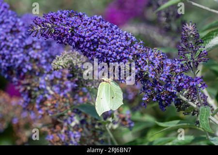 Papillon en pierre à bec (Gonepteryx rhamni) buvant du nectar de Buddleia davidii Shire fleurs bleues (variété buddleja), connu sous le nom de buisson à papillons, Royaume-Uni Banque D'Images