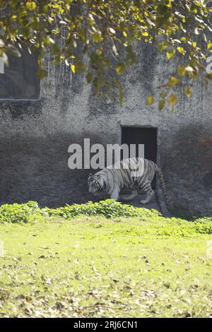 Un magnifique tigre blanc du Bengale qui se promène dans son enclos Banque D'Images