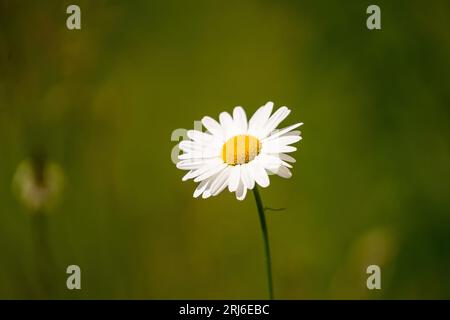 Une Marguerite blanche vibrante dans un champ luxuriant d'herbe verte et de feuillage Banque D'Images