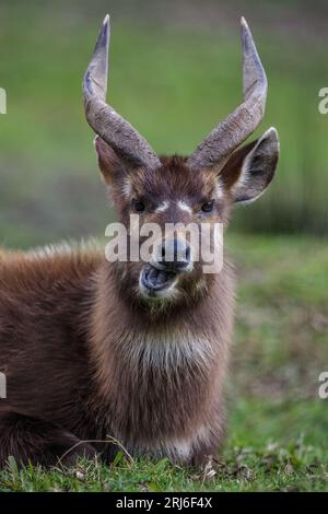 Un Sitatunga mâle - Tragelaphus spekii - ou portrait Marshbuck montrant un gros plan de ses cornes spirales alors qu'il mâche le cud et intensifie son regard. Banque D'Images