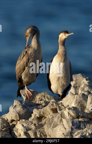 Une paire de Shags tachetés - Stickocarbo punctatus - debout sur une jambe, un préening et un avec ses yeux fermés. Lumière du soir sur la côte de Kaikoura New Ze Banque D'Images