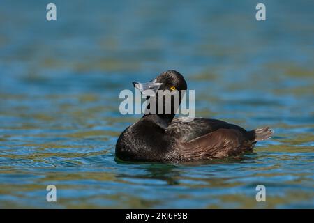 Un Scaup néo-zélandais - Aythya novaeseelandiae - inclinant sa tête d'un côté alors qu'il semble regarder dans l'eau sur laquelle il flotte. Nouvelle-Zélande Banque D'Images